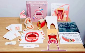 Montessori coffret dent anatomie corps humain