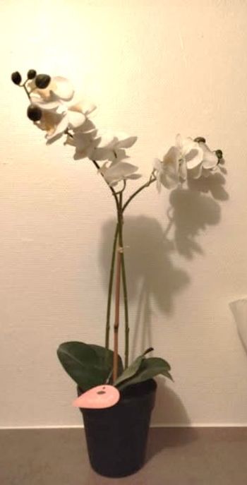 Orchidée artificielle  Neuve