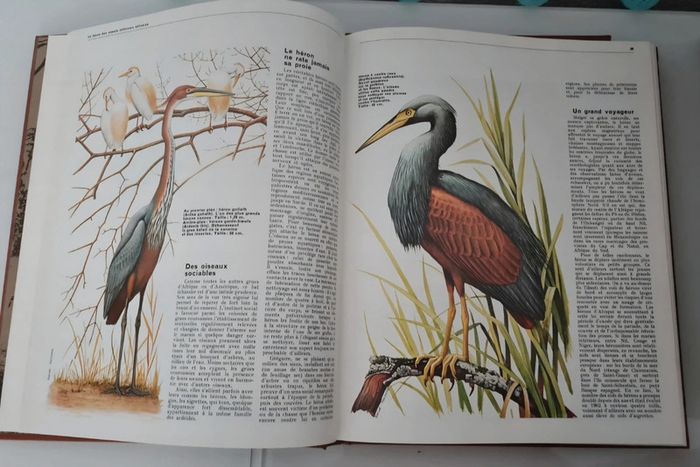 Collection Hachette "Les animaux" - photo numéro 3