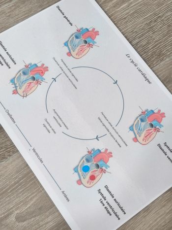 Fiche A4 du cycle cardiaque