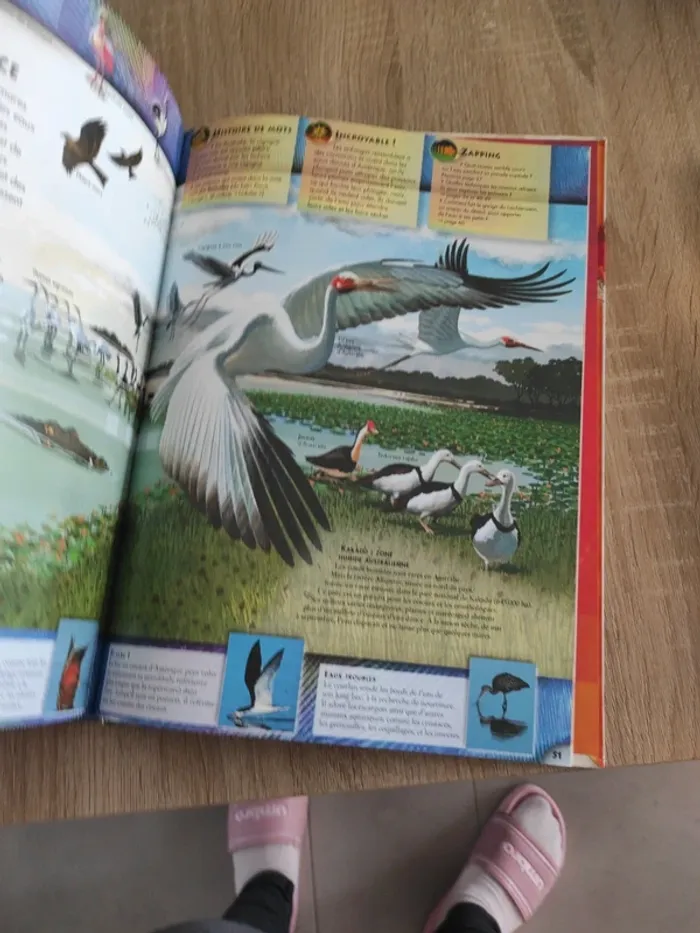 Livre Larousse les oiseaux - photo numéro 5