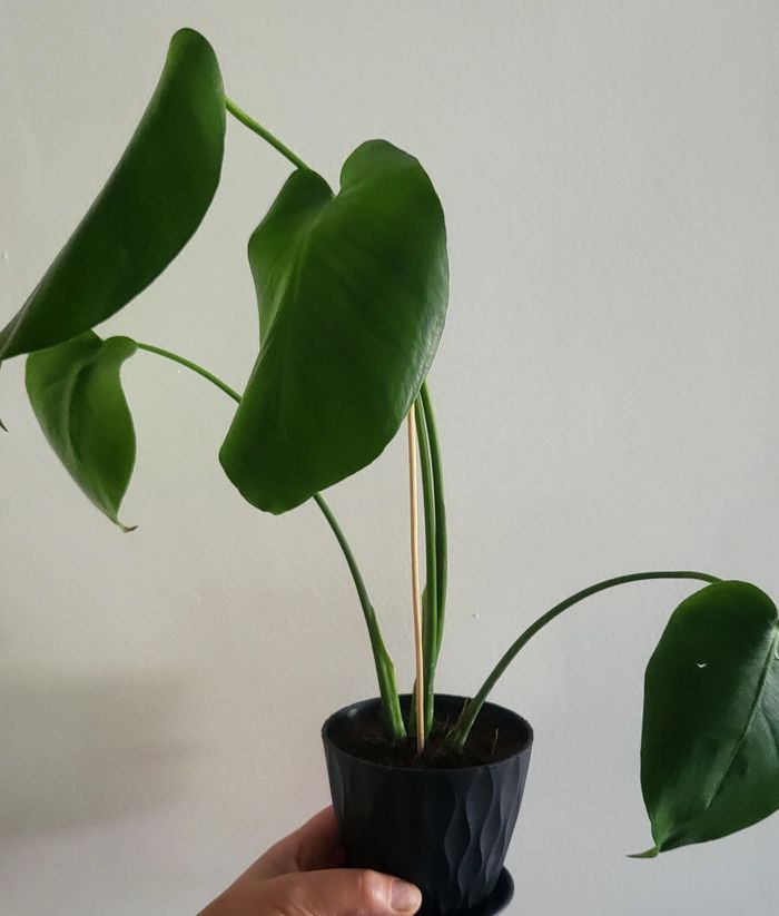 Monstera deliciosa - photo numéro 3