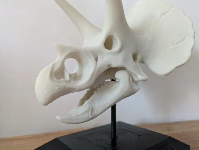 Crâne de triceratops sur socle - photo numéro 12