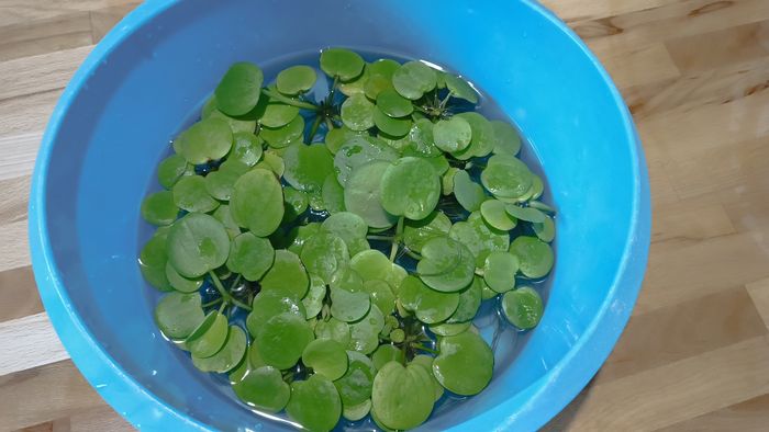 Lot de 18 laitues plantes flottantes aquarium - photo numéro 3