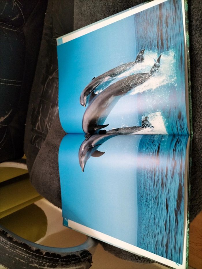 Atlas sur les dauphins 🌟 - photo numéro 3