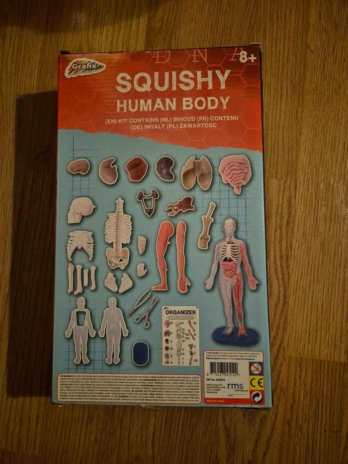 Squelette humain en plastique neuf - photo numéro 2