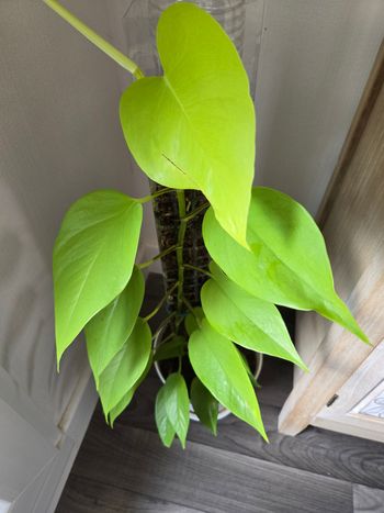 Bouture pothos golden
