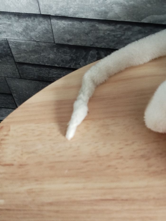 Peluche Diddlina - photo numéro 5