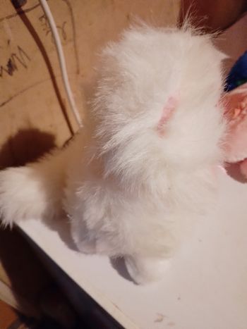 Peluchizn chien blanc poilu