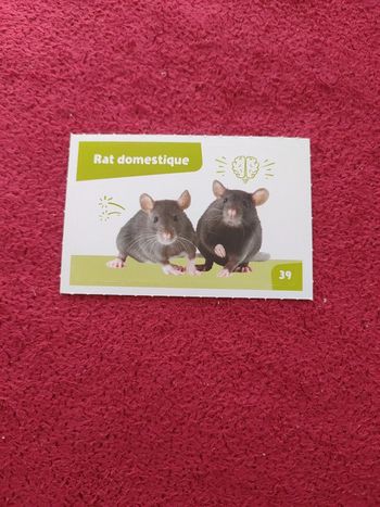 Carte nos amies les bêtes