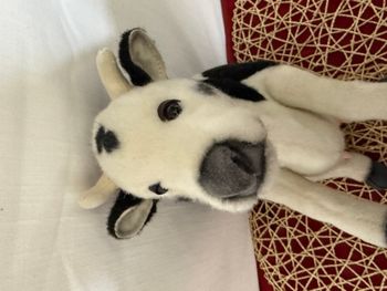 Peluche Vache noire et blanche  Anima