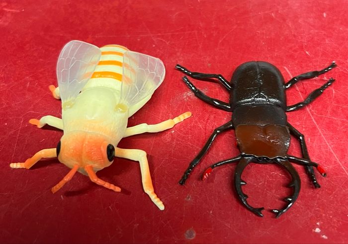 Lot d’Insectes - photo numéro 3