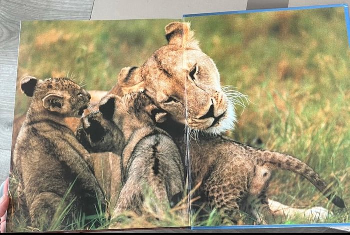 Livre les bébés animaux - photo numéro 6