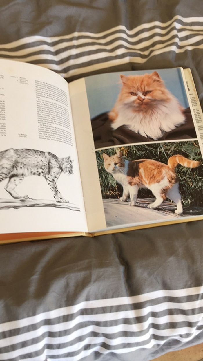 Encyclopédie des chats - photo numéro 3