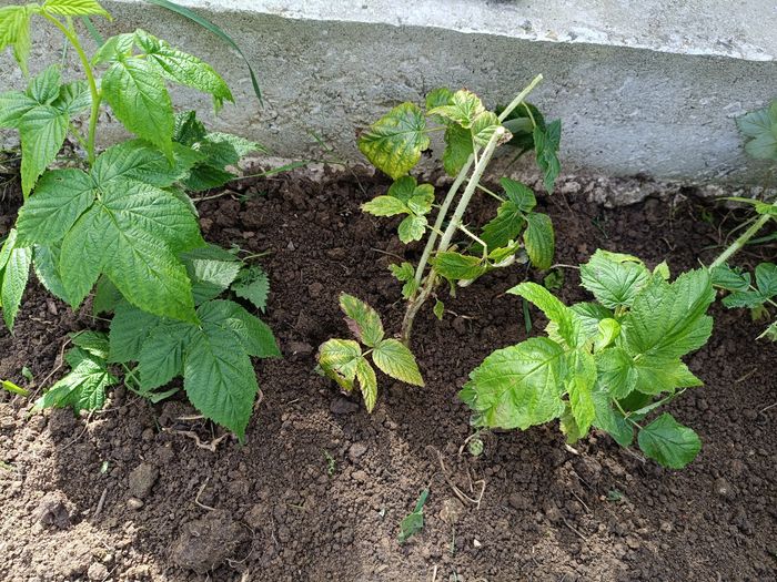 Lot framboisiers remontant