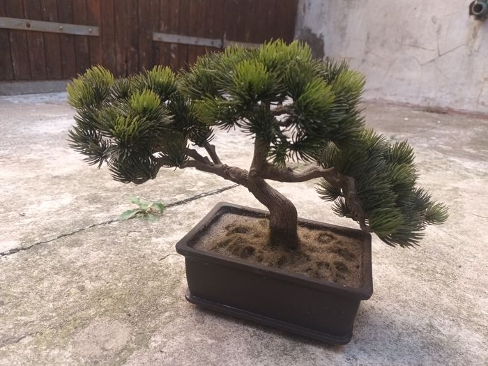 magnifique arbre vintage bonsai pin conifère déco - photo numéro 4