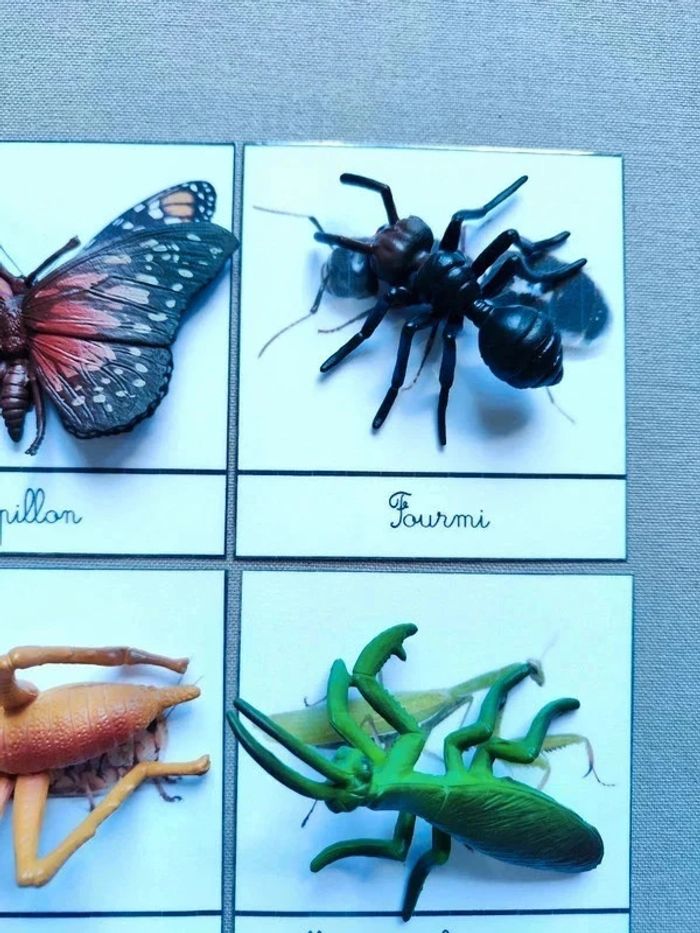 12 cartes de nomenclatures sur les insectes avec grands insectes Montessori - photo numéro 2