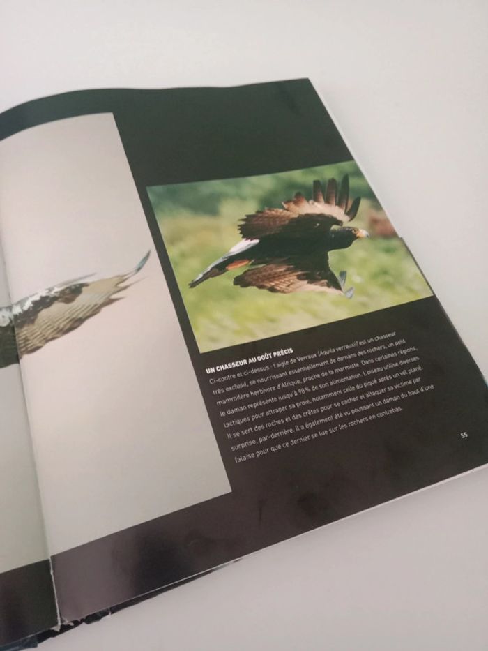Paul D. Frost 📚 Oiseaux de proie - photo numéro 3