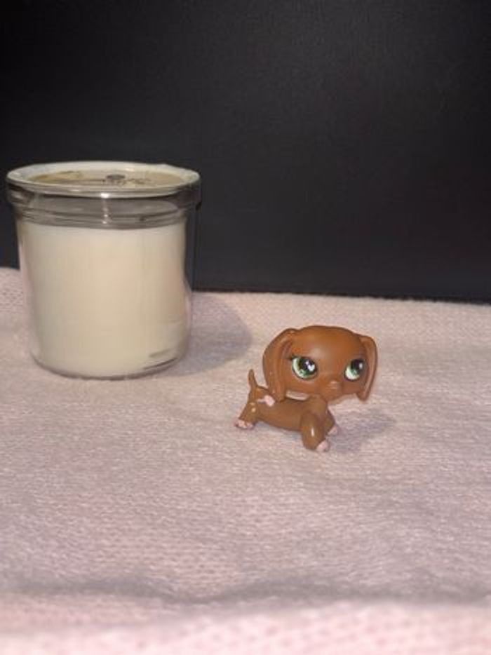 teckel #556 - photo numéro 2