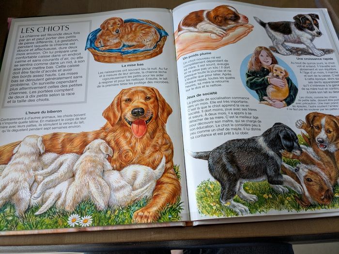 Livre la grande imagerie les chiens - photo numéro 3