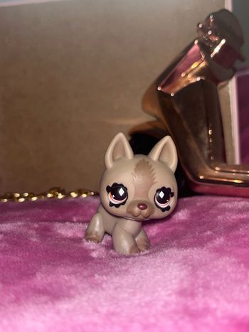 german shepherd #491