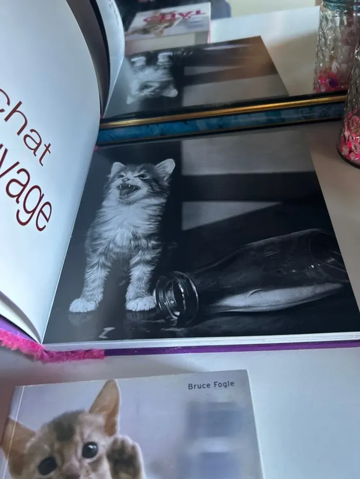 Lot de livres chat - photo numéro 4
