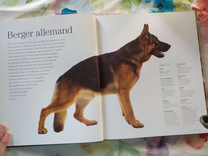 CHIENS DE BERGER Les chiens La grande encyclopédie visuelle - photo numéro 10