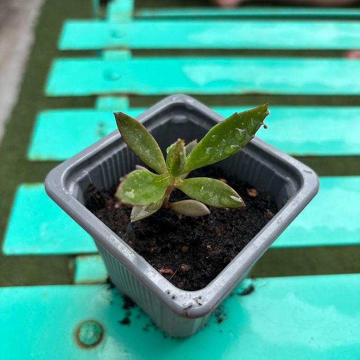 Superbe bouture Kalanchoe daigremontiana, plantes-mères ou Mère de milliers.