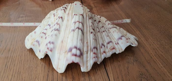 Coquillage de palourde philippines