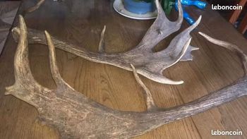 Décoration bois d cerf