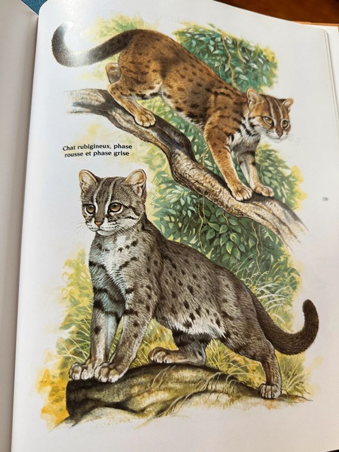 Livre Les Félins Robert Dallet Nathan rares illustrations tigre lion panthère léopard album - photo numéro 9