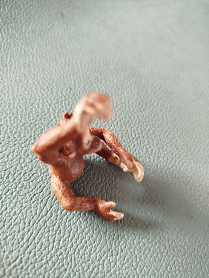 Bébé Orang-outan - photo numéro 4