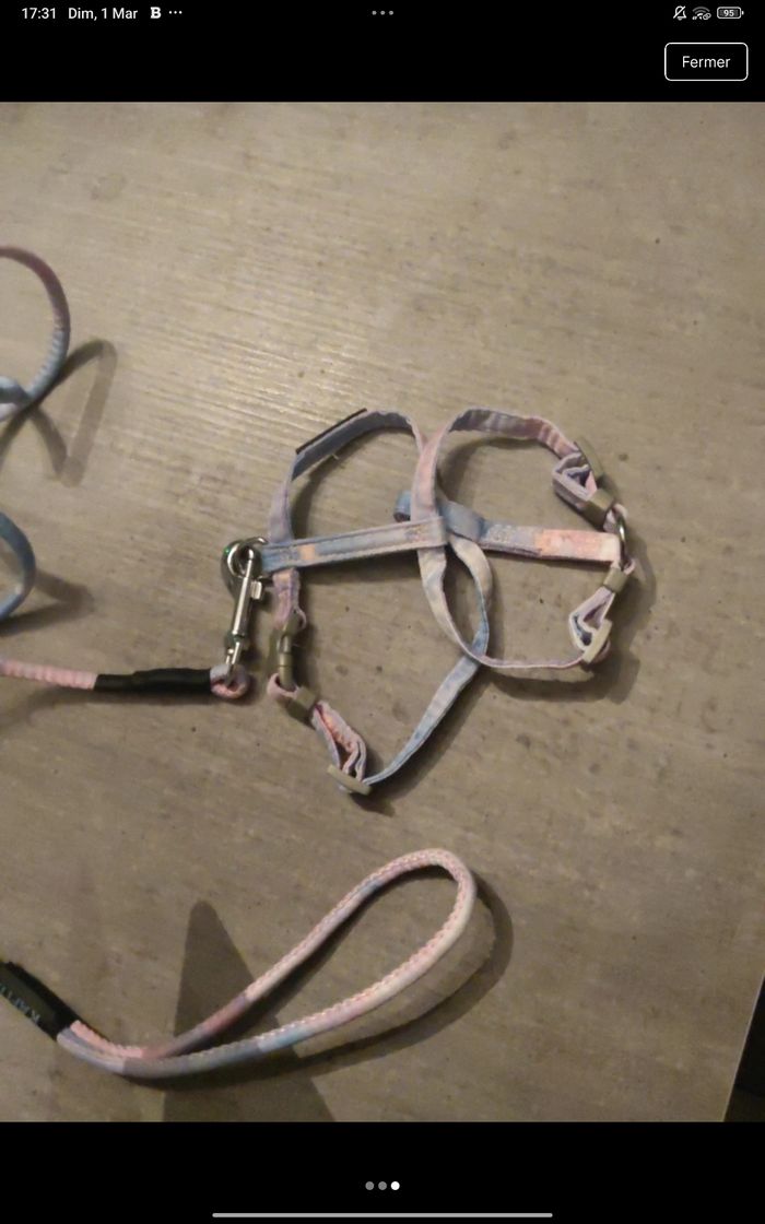 Harnais et laisse - photo numéro 3