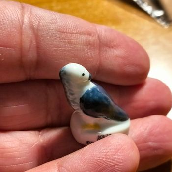 feve perroquet bakia zoo de beauval pasquier