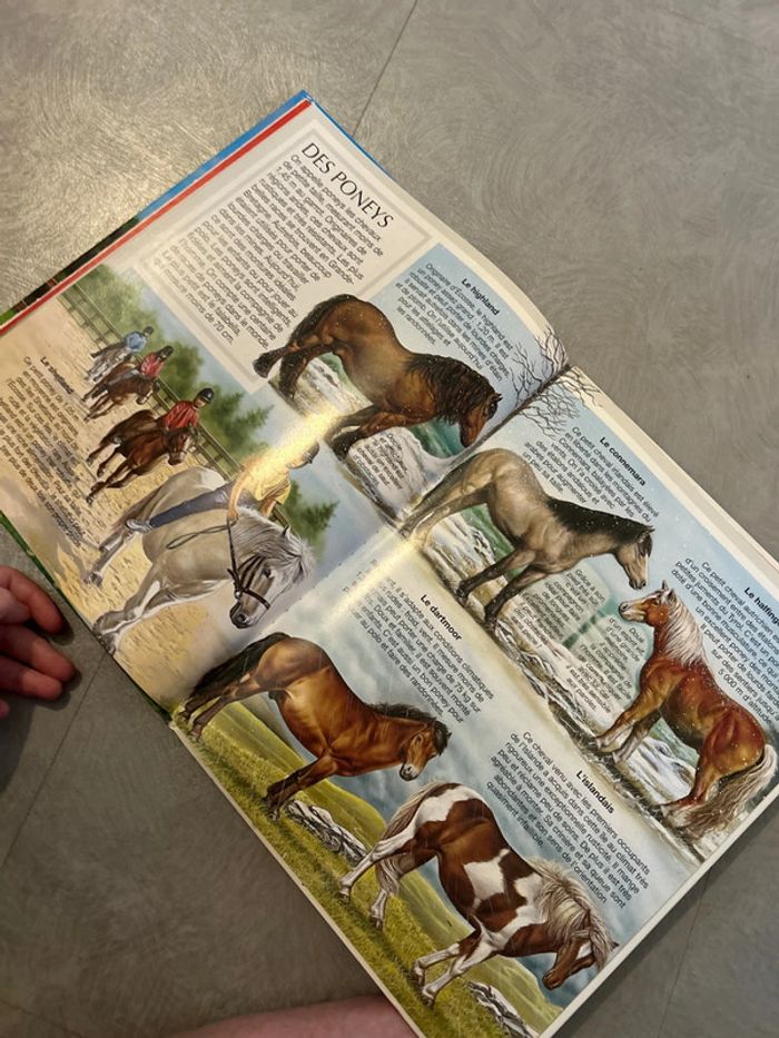 L’imagerie des chevaux - photo numéro 4