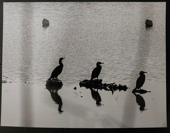 Photo " les cormorans "