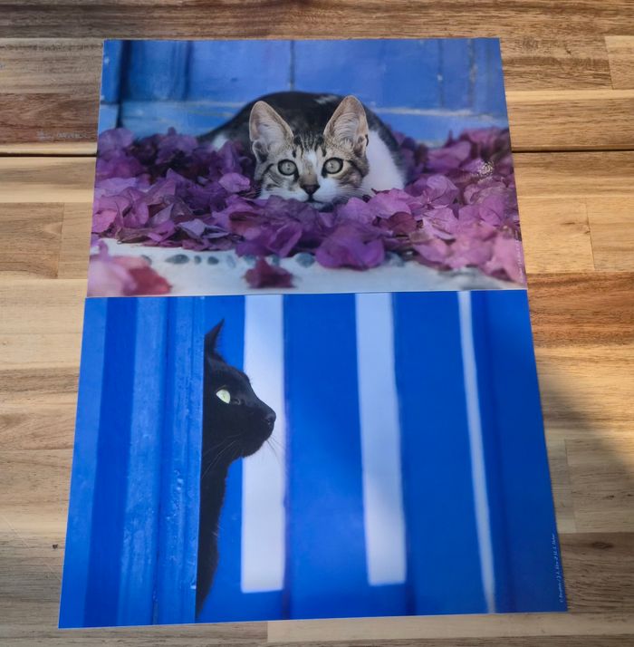 Galerie photo chat 2 cadre et 12 photo et 1 livres - photo numéro 7