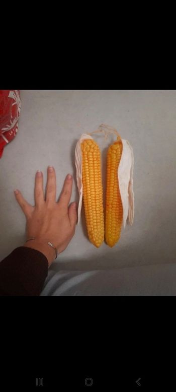 2 grand épi de mais taille réelle