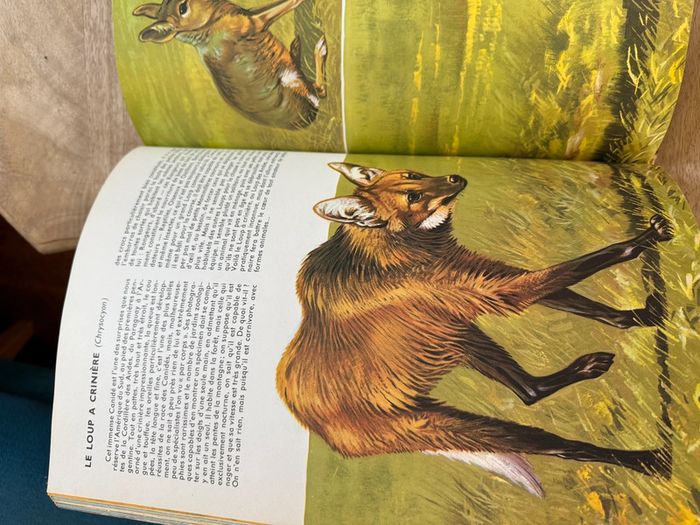 Encyclopédie ancienne animaux Robert Dallet Faune du nouveau monde Roby Lito grand format - photo numéro 8