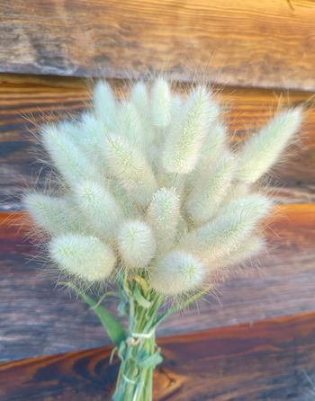 Lagurus ovatus  20 tiges