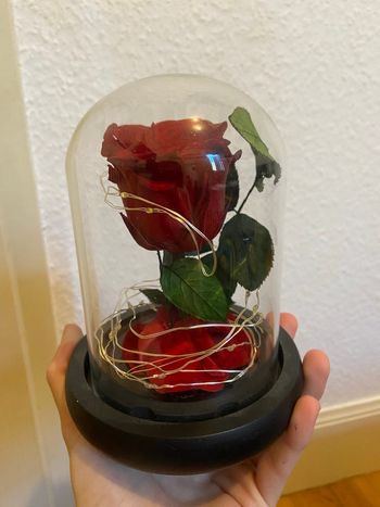 Rose éternelle rouge