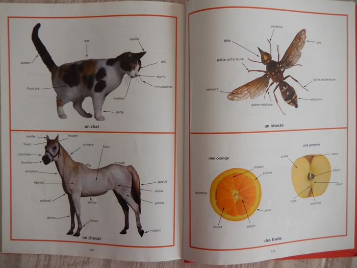 Mon premier Dictionnaire visuel - photo numéro 5