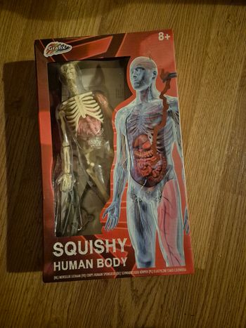 Squelette humain en plastique neuf