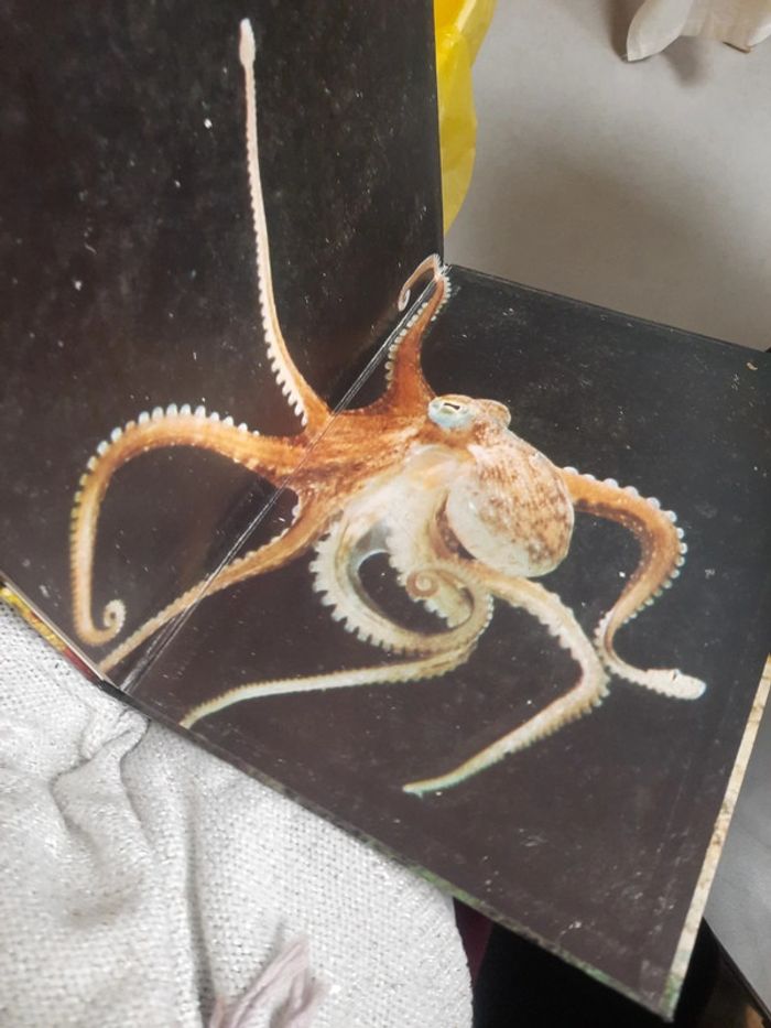 Grand livre illustré édition de lagora - photo numéro 5