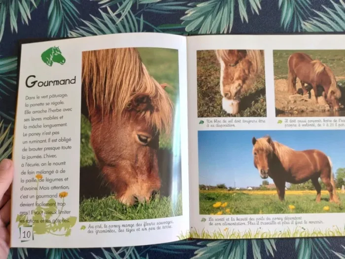 Livre enfant animaux, Le poney, tendre coquin - photo numéro 5