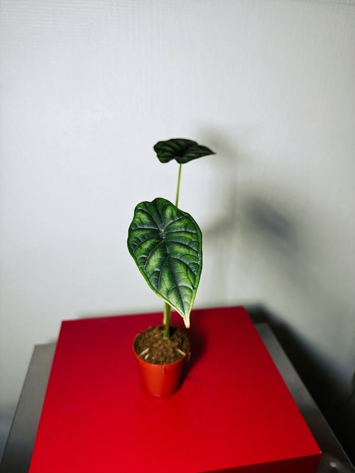 Alocasia Dragon Scale