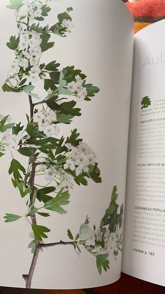 Livre mon herbier 48 plantes à connaître, à collectionner et à conserver tana éditions - photo numéro 11