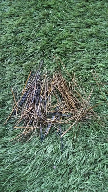 Pinces guiches ondulées et plates