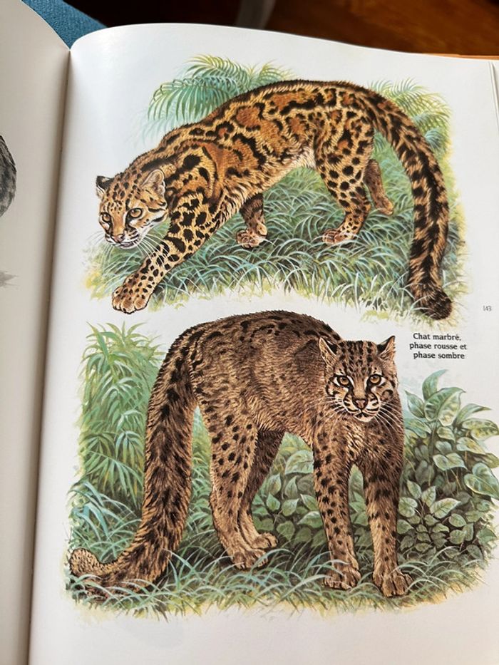 Livre Les Félins Robert Dallet Nathan rares illustrations tigre lion panthère léopard album - photo numéro 8