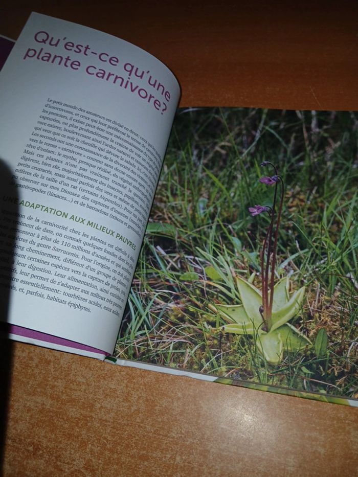 Plantes carnivores comment les cultiver et les entretenir facilement - photo numéro 5